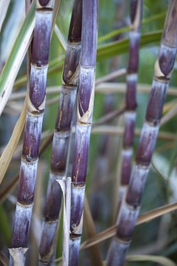 Saint-Suzanne de la Reunion 'da şeker kamışı tarlası.