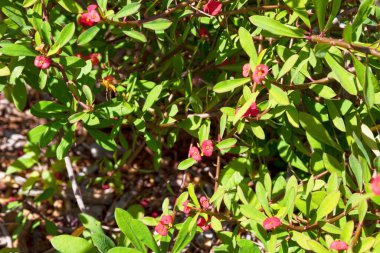 A wasp (Polistes olivaceus) pollinating a Euphorbia geroldii Rauh.