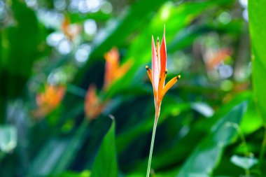 Bir Heliconia psittacorum 'una yakın çekim.