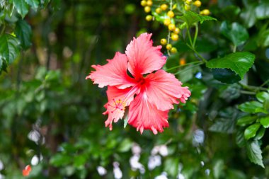 Kırmızı bir Hibiscus Psyche 'ye yakın çekim.