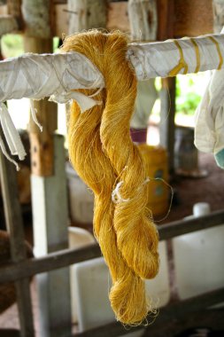 Tayland, Pattaya 'da bir çiftlikte ipek kurumaya bırakılmış..