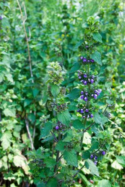 Mor çiçekleriyle Lamium 'a yakın çekim.