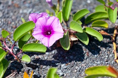 Ipomoea pes-caprae (Bayhops olarak da bilinir), Convolvulaceae familyasına ait yaygın bir pantropikal sarmaşıktır..