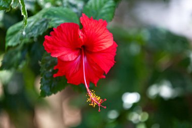 Kırmızı bir Hibiscus 'a yakın çekim.