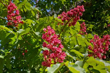 Bir Aesculus hipocastanum 'un (genellikle at kestanesi ya da kestane ağacı olarak bilinir) enfeksiyonuna yakın çekim).