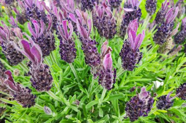 Hırvatistan 'dan lavanta çiçeklerine yakın plan (Lavandula angustifolia).