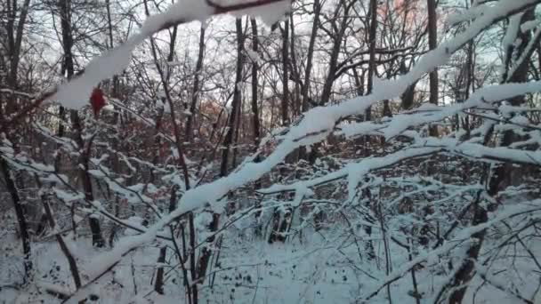 Ramos Árvores Cobertas Geada Neve Floresta Durante Inverno — Vídeo de Stock
