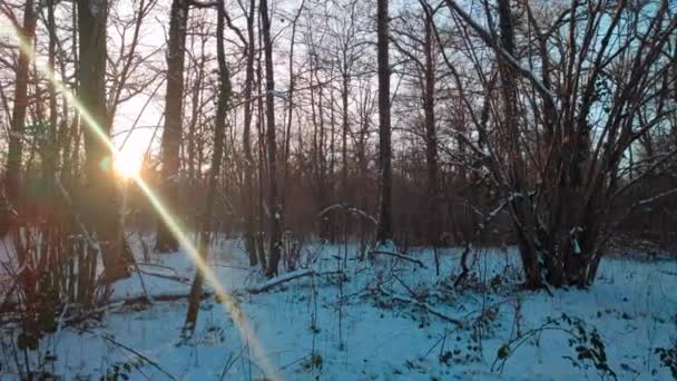 Ліс Вкритий Морозом Снігом Кінці Дня Взимку — стокове відео