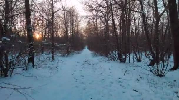 Procházka Stezkou Lese Pokrytém Mrazem Sněhem Pozdním Zimním Odpoledni — Stock video