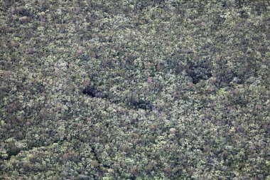 Riviere des Remparts vadisinde bulunan ormanın tepe örtüsü.