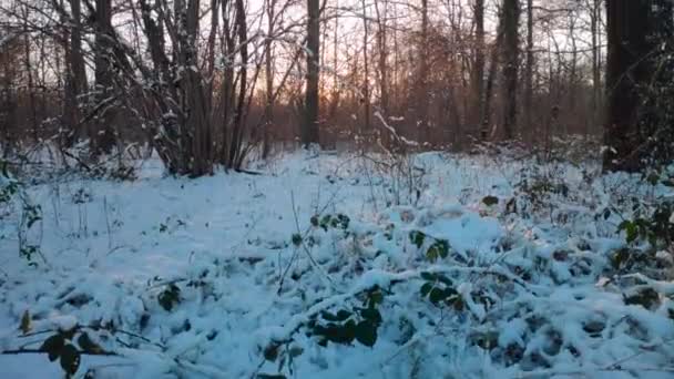 冬季下午晚些时候被霜雪覆盖的森林 — 图库视频影像