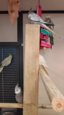 Bir grup evcil Cockatiel 'in kuş kafesinde yakın çekim görüntüleri..