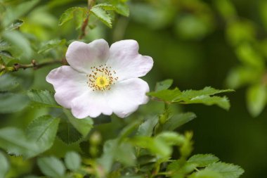 Bir köpek gül çiçeğine yakın plan (Rosa canina).
