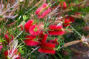 Melaleuca viminalis, Myrtaceae familyasından Myrtaceae familyasından bir bitki türü..