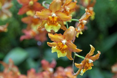 Orkide çiçeklerine yakın plan (Oncidium Hilda Plumtree 'Purple Wings') .