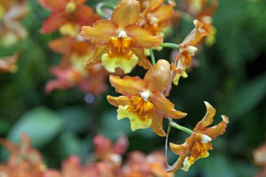 Close-up on a Orchid flowers (Oncidium Hilda Plumtree 'Purple Wings') . clipart