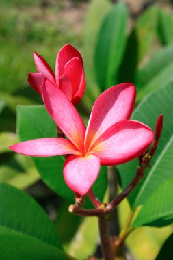 Frangipani 'ye yaklaş, Tayland' da Lelawadee olarak da bilinir..