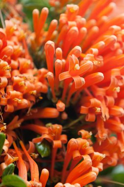Orange trumpet also known as Queen's Wreath is a flower growing in Reunion island. clipart