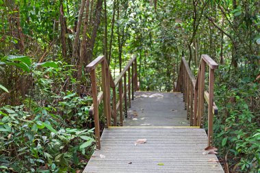 Singapur 'daki MacRitchie Barajı' nın etrafındaki patika yolu..