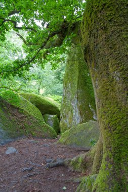 Brittany 'deki Huelkeçi Ormanı Riviere d' Argent (Gümüş Nehir).