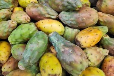 Opuntia, kaktüs familyasından bir armut cinsidir. Dikenli armutlar ayrıca ton balığı (meyve), sabra, nopal veya kürek kaktüsü olarak da bilinir..