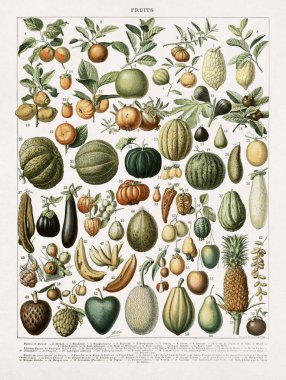 Illustration about fruits by Adolphe Philippe Millot printed in a French dictionary in late 19th century. clipart