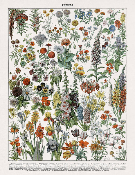 Old illustration about flowers by Adolphe Philippe Millot printed in a late 19th century French dictionary