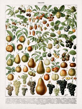 Adolphe Philippe Millot 'un 19. yüzyılın sonlarında Fransızca bir sözlükte basılan meyvelerle ilgili bir resim.