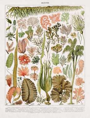 Illustration about seaweeds by Adolphe Philippe Millot printed in a French dictionary in late 19th century. clipart