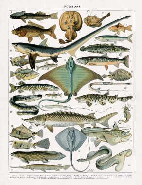 Adolphe Philippe Millot 'un 1899' da Fransızca bir sözlükte yayınladığı balıklarla ilgili eski bir illüstrasyon.