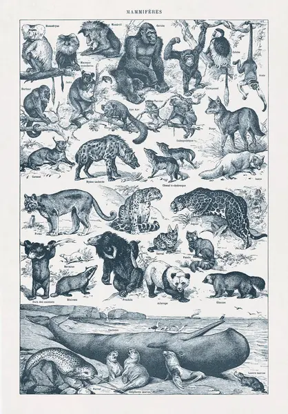 Adolphe Philippe Millot 'un 19. yüzyılın sonlarında Fransız sözlüğünde basılan vahşi memeliler hakkındaki görüntüsü.