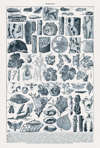 Zararlı böceklerle ilgili eski bir çizim ve 19. yüzyılın sonlarında basılan Adolphe Philippe Millot 'un neden olduğu hasarlar..
