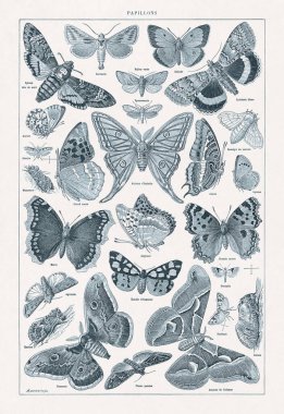 Jacques Maurice Dessertenne 'in Lepidopteroloji (kelebekler üzerine çalışma) hakkındaki illüstrasyon 19. yüzyılın sonlarında Fransızca sözlükte basıldı.