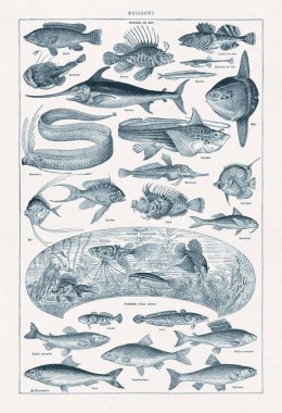 Jacques Maurice Dessertenne 'in 19. yüzyılın sonlarında yazdığı Ichthyology (balıklar üzerine çalışma) adlı Fransızca sözlükte.