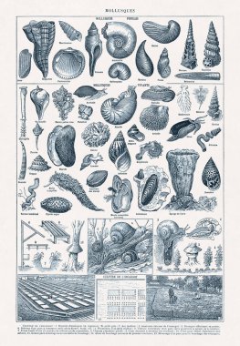 Jacques Maurice Dessertenne 'in 19. yüzyılın sonlarında yazdığı Malacology (Molluscs üzerine eski illüstrasyon) adlı Fransızca sözlükte.