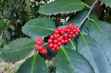 Ilex aquifolium, yaygın olarak Avrupa çobanpüskülü olarak bilinir, insanlar için yenilemeyen parlak kırmızı dutlardır - mideye indirilirse zehirlidir.