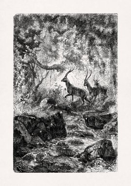 Edouard Riou 'nun, Jules Verne' in 