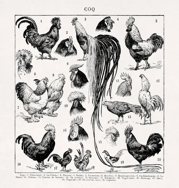 Adolphe Philippe Millot tarafından 19. yüzyıl sonlarında basılan gallinoloji (tavukların incelenmesi) illüstrasyonu.