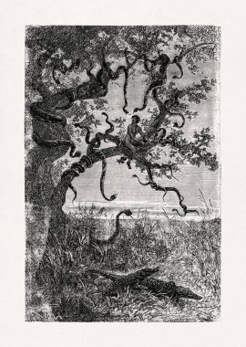 Edouard Riou 'nun, Jules Verne' in 