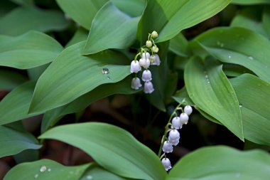 Vadideki Lily 'ye yakın çekim.