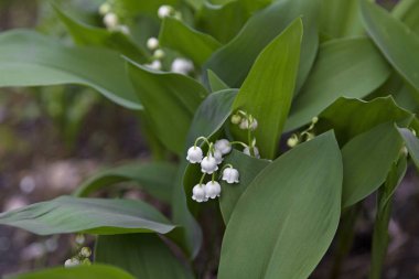 Vadideki Lily 'ye yakın çekim.