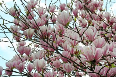 Magnolia çiçeklerine yakın çekim.