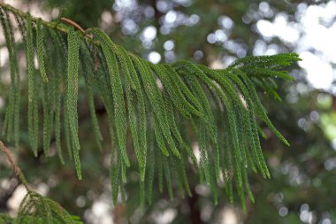 Araucaria cunninghamii, Araucaria familyasından bir çam türü. Daha az kullanılan diğer isimler arasında koloni çamı, Queensland çamı, Dorrigo çamı, Moreton Körfezi çamı ve Richmond Nehri çamı yer almaktadır..