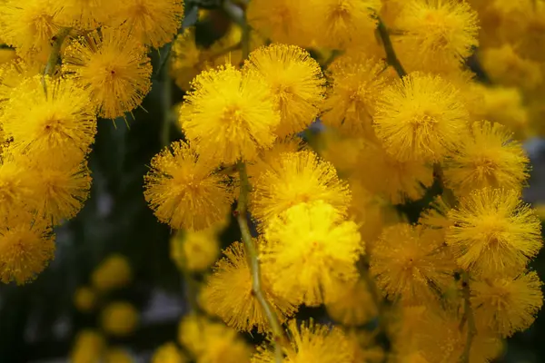 Mimoza çiçeği başlıklarına yakın çekim.