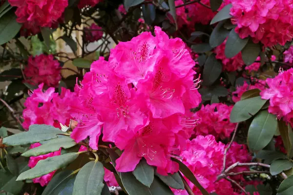 Pembe Rhododendron çiçek başlıklarına yakın çekim.