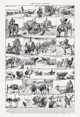 Adolphe Philippe Millot 'un evcil hayvanlar hakkındaki eski illüstrasyonu 19. yüzyılın sonlarında Fransızca bir sözlükte basıldı..