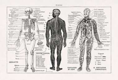 Eski bir Fransızca sözlükten insan vücudu hakkında siyah-beyaz çizimler.