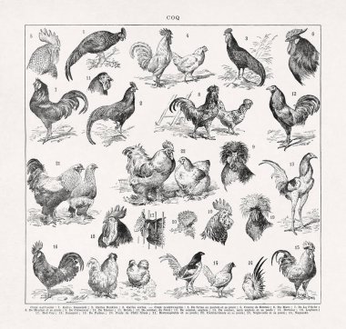 Adolphe Philippe Millot 'un Gallinoloji (Tavukların Çalışması) adlı tablosu eski bir Fransızca sözlükte basıldı.