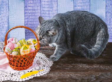 Gri İskoç kedisi ve sepetteki Paskalya yumurtaları. Ahşap arka planda bir evcil hayvanla neşeli Paskalya kompozisyonu.