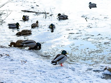 Mallard kışın denizde. Kış nehrinde yiyecek arayan vahşi bir ördek.